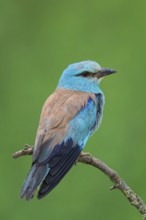 Blauracke, European Roller, Roller, Coracias garrulus, Rollier d'Europe, Carraca Europea, Carraca