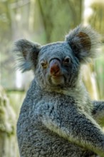 Animal portrait, koala (Phascolarctos cinereus), marsupial mammal, captive, distribution eastern