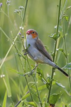 Orange-cheeked Waxbill (Estrilda melpoda) perched on a branch on the Caribbean Island of Martinique