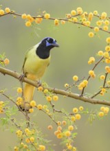 Green Jay (Cyanocorax luxuosus) perched on a flowering branch, Texas, USA