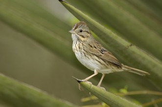 Lincoln's Sparrow (Melospiza lincolnii), Texas, USA