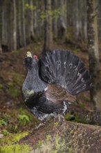 Western Capercaillie (Tetrao urogallus) male displaying, Trento, Italy