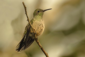 Schuppenbrustkolibri (Phaeochroa cuvierii), scaly-breasted hummingbird
