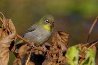 Somali White-eye, (Zosterops abyssinica), Animals, Birds, Middle East, Tawi Atayr, Salalah, Dhofar,