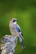 Eurasian Jay (Garrulus glandarius) perched on a stump, Carpathian Mountains, Romania