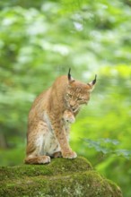 Eurasian lynx (Lynx lynx) sitting in a forest, Bavaria, Germany