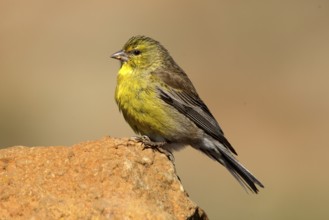 Drakensberg Siskin (Crithagra symonsi) male perched on a rock, Sani Pass, Lesotho