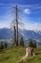 Mountain forest, Dead trees on the way to the summit of the Taborberg with view to the