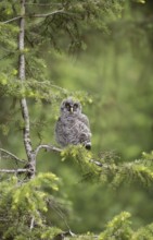 Great Grey Owl (Strix nebulosa) juvenile perched on a branch, British Columbia, Canada