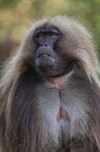 Portrait of an adult male Gelada (Theropithecus gelada), or bleeding-heart monkey