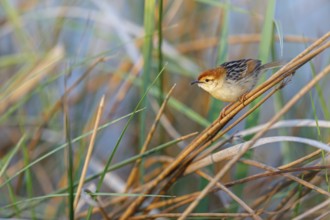 Vley's Cisticola, (Cisticola tinniens), biotope, habitat, perch, False Bay Nature Reserve Stran,