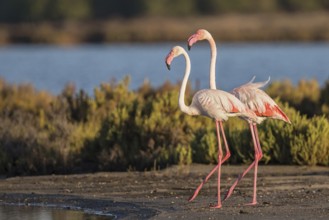 Greater Flamingo (Phoenicopterus roseus), Sardinia, Italy