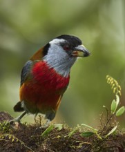 Toucan Barbet (Semnornis ramphastinus), Ecuador