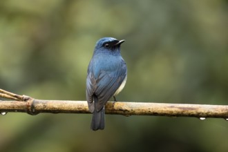 Indigo Flycatcher (Eumyias indigo) perched on a branch, Sabah, Malaysia
