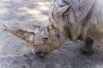 A detailed close-up captures the textured skin and sharp horn of a rhinoceros wandering in its
