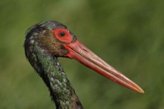 Zwarte Ooievaar portret, Black Stork portret
