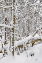 Fallen trees in an old growth forest with deep snow and frosty trees on a cold winter day