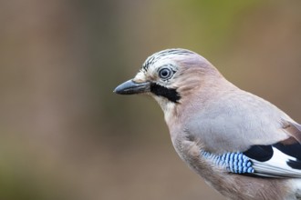 Eurasian jay (Garrulus glandarius) Germany
