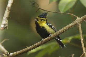 Yellow-cheeked Tit (Machlolophus spilonotus) male singing, Doi Inthanon, Thailand