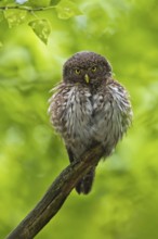 Eurasian Pygmy Owl (Glaucidium passerinum), Bavaria, Germany
