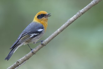Olive Warbler (Peucedramus taeniatus) perched on a branch in Oaxaca, Mexico