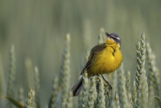 Western Yellow Wagtail (Motacilla flava) singing, North Rhine-Westphalia, Germany