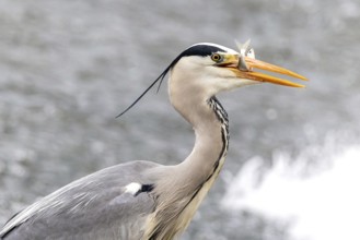 A grey heron precisely catching a fish with its sharp beak over a blurred water background. The