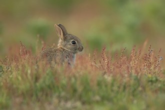 Rabbit (Oryctolagus cuniculus) juvenile baby bunny animal amongst flowering Sorrel flowers in