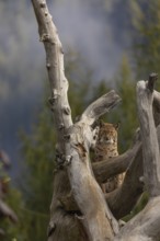 One Eurasian lynx, (Lynx lynx), standing high up on a dead tree. Frontal view with mountains and