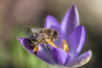 Honey bee (Apis mellifera) on elfin crocus (Crocus tommasinianus), Emsland, Lower Saxony, Germany