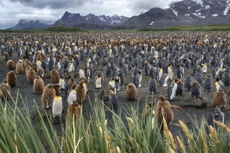 Antarctica, South Georgia, Salisbury Pain, a colony of king penguins (Aptenodytes patagonicus),
