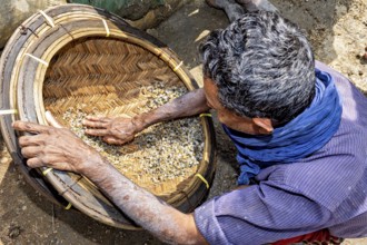 Person uses his hands to inspect the stones in a basket to sort them, the sapphire and gemstone