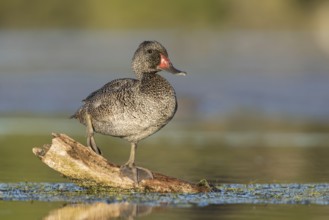 Freckled Duck (Stictonetta naevosa) male, Victoria, Australia