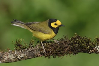 Hooded Warbler (Setophaga citrina) male, Texas, USA