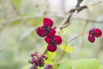 Close-up of vibrant red Akebia quinata flowers on a twisting vine, set against a soft-focus green