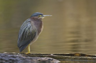 Green Heron (Butorides virescens), Arizona, USA