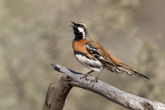 Chestnut-breasted Quail-thrush (Cinclosoma castaneothorax) male singing, Queensland, Australia