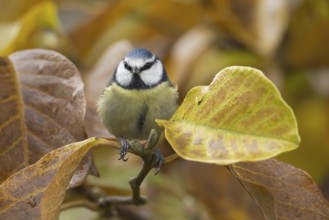 Blue tit (Cyanistes caeruleus) adult garden bird in a Magnolia tree with autumn colour leaves,