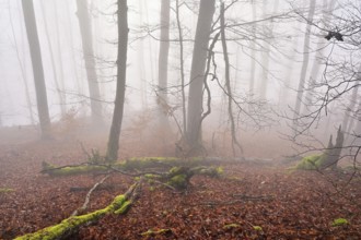 Moss-covered deadwood in foggy forest, Lägerngrat, Baden, Canton of Aargau, Switzerland