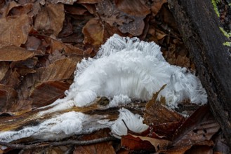 Hair ice on rotten piece of wood in beech leaves, Mönchbruch Nature Reserve, Rüsselsheim am Main,