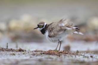 Little Ringed Plover (Charadrius dubius) male shaking its feathers, North Rhine-Westphalia, Germany