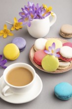 Multicolored macaroons with spring snowdrop crocus flowers and cup of coffee on gray pastel