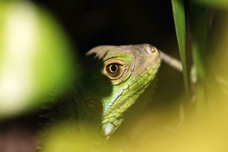 This striking image captures a detailed close-up of a Green Iguana, meticulously camouflaged among