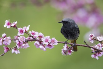 Black Redstart (Phoenicurus ochruros) male perched on a flowering branch, Poland