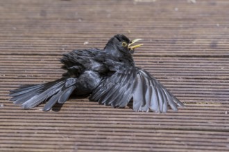 Common Blackbird (Turdus merula) male sunbathing on a wooden terrace, Mecklenburg-Western