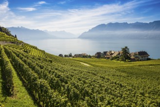 Picturesque village in the vineyards by the lake, Rivaz, Lavaux, UNESCO World Heritage Site, Lake