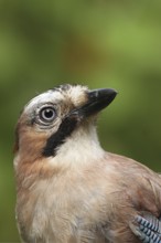 Eurasian Jay (Garrulus glandarius), Lower Saxony, Germany