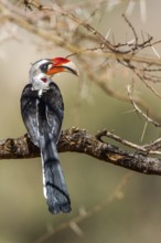 Red-billed Hornbill (Tockus erythrorhynchus), Africa, Kenya, Kenya