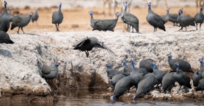 Helmet guinea fowl (Numida meleagris), swarm at the waterhole, Nxai Pan National Park, Botswana