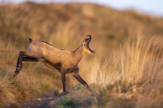 Chamois (Rupicapra rupicapra) on a meadow in the Vosges Mountains, wildlife, France